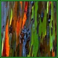 Eucalyptus deglupta - 10 Seeds - Rainbow Eucalyptus, Mindanao Gum or Rainbow Gum Tree, NEW