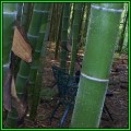 Phyllostachys edulis - 10 Seeds - Moso Bamboo or Tortoise-shell Bamboo - NEW