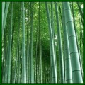 Phyllostachys edulis Seeds - Moso Bamboo or Tortoise-shell Bamboo - NEW