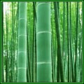 Phyllostachys edulis Seeds - Moso Bamboo or Tortoise-shell Bamboo - NEW
