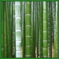 Phyllostachys edulis - 10 Seeds - Moso Bamboo or Tortoise-shell Bamboo - NEW
