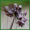 10 Black Bat Flower Plant Seeds - Tacca chantrieri Seeds - Exotic Perennial Bulb Seeds - New