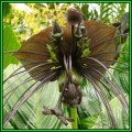 Black Bat Flower Plant Seeds ~ Tacca chantrieri Seeds - Exotic Perennial Bulb Seeds - New