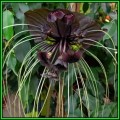 Black Bat Flower Plant Seeds ~ 50 Tacca chantrieri Seeds - Exotic Perennial Bulb Seeds - Bulk - New
