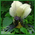 Giant White Batflower - 5 Tacca integrifolia Seeds + GIFTS - Exotic Indoor Bulb Seeds from Africa