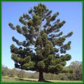 Araucaria cunninghamii - Moreton Bay Pine - 10 Seed Pack - Evergreen Exotic Tree - NEW