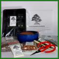 GrowYourOwn Bonsai Starter Seed Kit for Smallleaf Cotoneaster - Everything you need to get started!