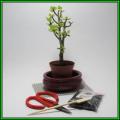 GrowYourOwn Bonsai Starter Plant Kit for Spekboom - Everything you need to get started!