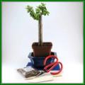 GrowYourOwn Bonsai Starter Plant Kit for Spekboom - Everything you need to get started!