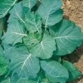 50 Southern Georgia Collards Seeds - Brassica oleracea - Vegetable Seeds