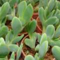 5 Braunsia apiculata Seeds - Indigenous South African Endemic Mesemb Succulent - Global Shipping