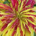 Amaranthus tricolor Perfecta Seeds - Exotic Annual
