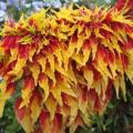 20 Amaranthus tricolor Perfecta Seeds - Exotic Annual