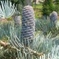 Abies concolor - 10 Seeds from South Africa - White Fir Tree or Shrub - Huge Range Combined Delivery