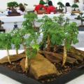 Senegalia burkei / Acacia burkei Bonsai Seeds + FREE Bonsai eBook - Combined Worldwide Shipping