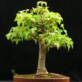 Acer buergerianum - Trident Maple Bonsai - 10 Seeds + FREE Gifts Seeds + Bonsai eBook, NEW