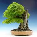 Acer buergerianum - Trident Maple Bonsai - 10 Seeds + FREE Gifts Seeds + Bonsai eBook, NEW