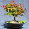 Acer palmatum - Japanese Maple Bonsai - 5 Seeds + FREE Gifts Seeds + Bonsai eBook, NEW