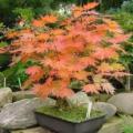 Acer pseudosieboldianum Bonsai - 5 Seeds - Korean Maple + FREE Gifts Seeds + Bonsai eBook
