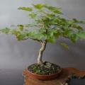 Acer saccharum - Sugar Maple Bonsai - 5 Seeds + FREE Gifts Seeds + Bonsai eBook, NEW