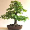 Acer saccharum - Sugar Maple Bonsai - 5 Seeds + FREE Gifts Seeds + Bonsai eBook, NEW