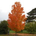 Acer saccharum - Sugar Maple Seeds - Tree or Shrub, NEW