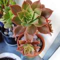 Aeonium decorum var. minor - 20 Seed Pack - Exotic Succulent - Combined Global Shipping - NEW