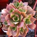 Aeonium decorum var. minor - 20 Seed Pack - Exotic Succulent - Combined Global Shipping - NEW