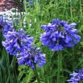 Agapanthus caulescens - 5 Seed Pack - South African Indigenous Perennial Bulb - Combined Global Ship