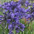 Agapanthus caulescens - 5 Seed Pack - South African Indigenous Perennial Bulb - Combined Global Ship