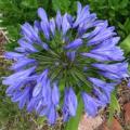 Agapanthus caulescens - 5 Seed Pack - South African Indigenous Perennial Bulb - Combined Global Ship