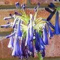 Agapanthus inapertus ssp pendulous - 10 Seed Pack - South African Indigenous Perennial Bulb - New