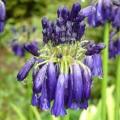 Agapanthus inapertus ssp pendulous - 10 Seed Pack - South African Indigenous Perennial Bulb - New