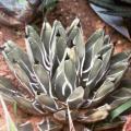 Agave ferdinandi-regis Seeds - Exotic Succulent - Worldwide Shipping
