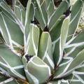 Agave ferdinandi-regis Seeds - Exotic Succulent - Worldwide Shipping