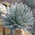 Agave polianthiflora - 4 Seed Pack - Exotic Succulent - Flat Ship Rate - NEW