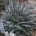 Agave polianthiflora - 4 Seed Pack - Exotic Succulent - Flat Ship Rate - NEW