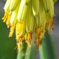 Aloe arborescens - Yellow Krantz Aloe - 5 Seed Pack Indigenous Succulent - Worldwide Shipping - NEW