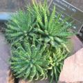 Aloe humilis - Spider Aloe Seeds - Indigenous Succulent - Worldwide Shipping, NEW