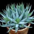 Aloe humilis - Spider Aloe Seeds - Indigenous Succulent - Worldwide Shipping, NEW