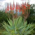 Aloe littoralis - Windhoek Aloe - 5 Seed Pack - Exotic Namibian Succulent - Worldwide Shipping, NEW