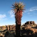 Aloe littoralis - Windhoek Aloe - 5 Seed Pack - Exotic Namibian Succulent - Worldwide Shipping, NEW