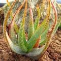 Aloe microstigma - Worcester Aloe - 5 Seed Pack - Indigenous Succulent - Worldwide Shipping - NEW