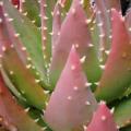 Aloe mitriformis - Bishop's Cap Aloe - 5 Seed Pack - Indigenous Succulent - Worldwide Shipping, NEW
