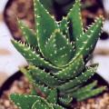 Aloe mitriformis - Bishop's Cap Aloe - 5 Seed Pack - Indigenous Succulent - Worldwide Shipping, NEW