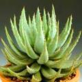 Aloe peglerae Seeds - Beautiful Indigenous Succulent - Worldwide Shipping, NEW