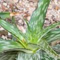 Aloe transvaalensis Seeds - Indigenous Succulent + FREE SEEDS WITH ALL ORDERS - NEW