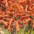 Aloe umfoloziensis - 5 Seed Pack - Indigenous South African Succulent - NEW