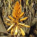 Aloe vanbalenii - Van Balen's Aloe - 5 Seed Pack - Indigenous South African Succulent - NEW