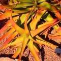 Aloe vanbalenii Seeds - Van Balen's Aloe - Indigenous South African Succulent - NEW